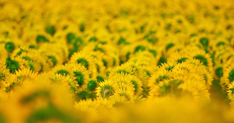 Le bio booste la biodiversité : ce que révèlent les nouvelles études