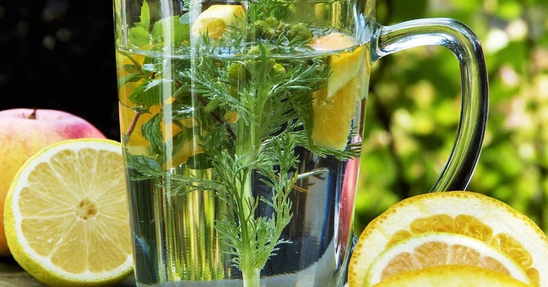 Les plantes médicinales, vos alliées secrètes pour un système immunitaire en béton