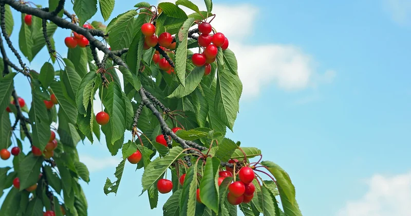 Les purées de fruits et compotes : une réduction de sucre par l’humidité